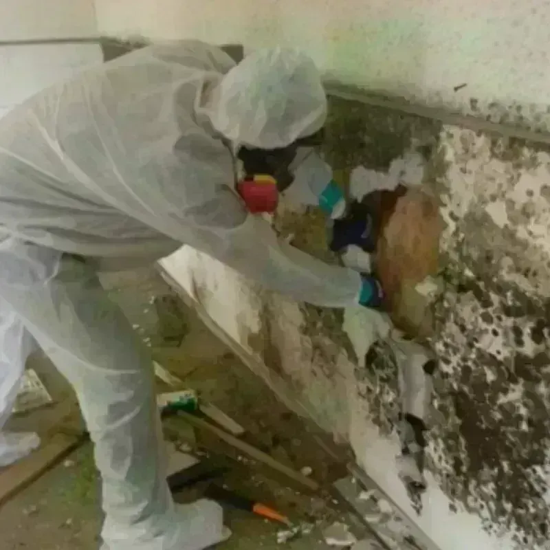 Mold Remediation and Removal in Ethete, WY